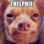 tuna the dog | THELPHIE | image tagged in tuna the dog | made w/ Imgflip meme maker