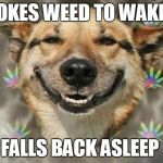 stoned dog | SMOKES WEED TO WAKE UP; FALLS BACK ASLEEP | image tagged in stoned dog | made w/ Imgflip meme maker