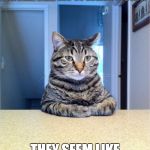 Take A Seat Cat | SPOKE TO MY PARENTS AFTER THE WI-FI WENT DOWN; THEY SEEM LIKE NICE PEOPLE | image tagged in memes,take a seat cat | made w/ Imgflip meme maker