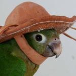 Papagaio nordestino