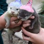 Baby Birthday Otters meme