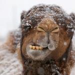 Freezing Camel