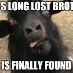 goatsister | JEFF'S LONG LOST BROTHER; IS FINALLY FOUND | image tagged in goatsister | made w/ Imgflip meme maker