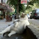 Cat like a boss meme