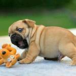 Baby pug