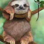 Baby Sloth1