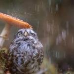 Owl under Mushroom