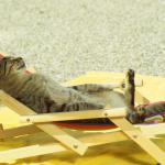 Cat Sunbathing