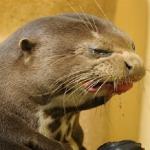 Disgusted Otter