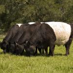 oreo cattle