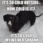 Frankie the Dachshund 2016 Blizzard | IT'S SO COLD OUTSIDE... HOW COLD IS IT? IT'S SO COLD, MY WEINER SHRANK | image tagged in frankie the dachsund winter,dachshunds,winter,cold weather,blizzard | made w/ Imgflip meme maker