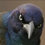 The Original Angry Bird