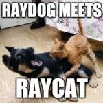Raydog's and Raycat's first metting | RAYDOG MEETS; RAYCAT | image tagged in cat dog fight,memes,raydog,raycat | made w/ Imgflip meme maker