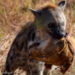 Hyena Death meme