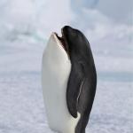 Whale Penguin