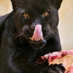 panthers