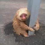 Scared Sloth