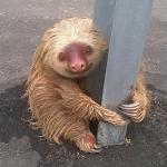 Sloth: Facebook Photos Show Small Mammal Clinging to Traffic Bar