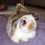 Conspiracy Bunny