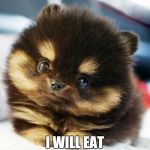 I'm so cute, LOOK AT ME!!! | I WILL EAT YOUR SOUL!!! | image tagged in cute eyes animal,funny memes,memes | made w/ Imgflip meme maker