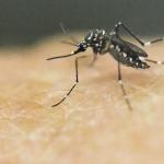 ZIKA don't reproduce 