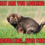 I am very uncomfortable having someone else in the bathroom while I'm sitting on the crapper. | WHAT ARE YOU LOOKING AT; KEEP SCROLLING...EYES THAT WAY | image tagged in what are you looking at,funny dog,funny animals,fourth wall,memes,funny | made w/ Imgflip meme maker