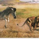 Zebra chasing a lion