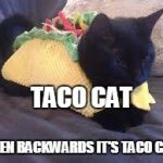 Taco Cat | TACO CAT; EVEN BACKWARDS IT'S TACO CAT | image tagged in taco cat | made w/ Imgflip meme maker