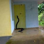 Snake Door