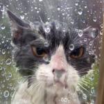 wet cat