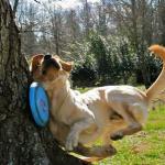 dog frisbee tree