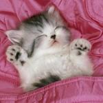 cute kitten sleeping  meme