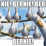 BIRDS | BERNIE! BERNIE! BERNIE! BERNIE! | image tagged in birds | made w/ Imgflip meme maker