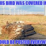 The losses are staggering and the press is silent. | IF THIS BIRD WAS COVERED IN OIL; IT WOULD BE POSTED EVERYWHERE | image tagged in dead bird,environment | made w/ Imgflip meme maker