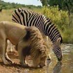 lion and zebra