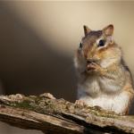 chipmunk