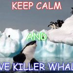 Killer whale | KEEP CALM; AND; SAVE KILLER WHALES | image tagged in killer whale | made w/ Imgflip meme maker