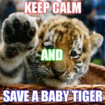 Tiger 5 | KEEP CALM; AND; SAVE A BABY TIGER | image tagged in tiger 5 | made w/ Imgflip meme maker