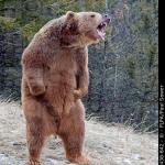 Angry bear