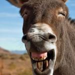 Laughing donkey