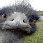 Emu 