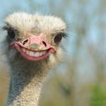 Smiling Emu