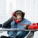 monkey in suit on phone