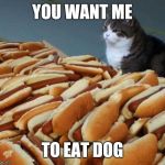 Hungry cat | YOU WANT ME; TO EAT DOG | image tagged in hot dog cat,hungry cat,funny memes | made w/ Imgflip meme maker