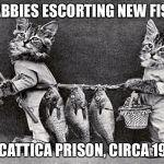 Ancient Feline Fun | TABBIES ESCORTING NEW FISH; TO CATTICA PRISON, CIRCA 1907. | image tagged in ancient feline fun | made w/ Imgflip meme maker
