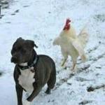 Bulldog/Rooster