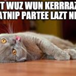 Dat Partee | DAT WUZ WUN KERRRAZEE KATNIP PARTEE LAZT NITE | image tagged in dead cat,catnip party,cute,kitty | made w/ Imgflip meme maker
