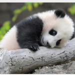 Sad panda