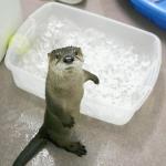water otter 