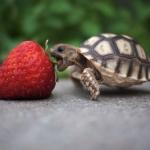 Turtle with Strawberry